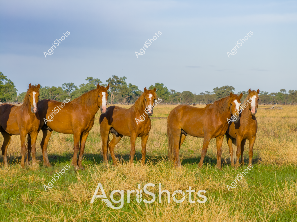Here's a detailed description for this agricultural stock photo:

A striking lineup of chestnut horses stands alert in a golden grassland, showcasing the magnificent conformation of what appears to be a pure breed. The horses have similar rich copper-brown coats with distinctive white facial markings, suggesting they are from a carefully managed stud or station. Set against a backdrop of eucalyptus trees and soft blue sky, the horses are positioned across a dry pasture with varying shades of green and yellow grass. Their muscular bodies and confident stance indicate they are well-bred and likely used for performance or breeding purposes. The soft natural lighting and expansive rural landscape emphasize the beauty of these animals in their native Australian agricultural environment. Each horse stands with an elegant, balanced posture, highlighting the quality of their breeding and the care they receive.