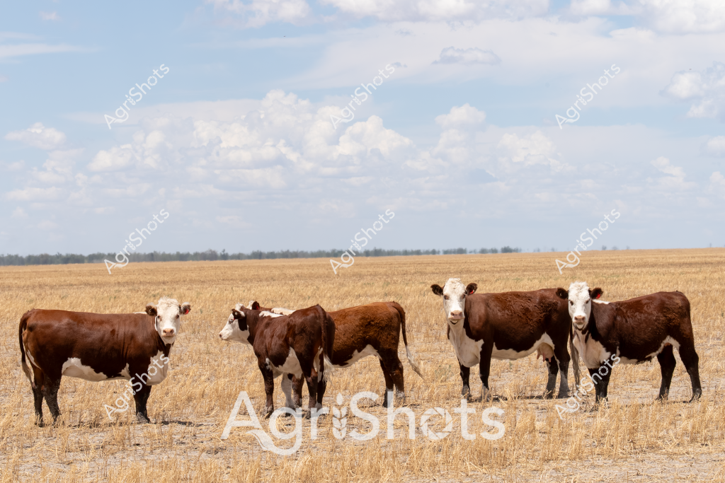 A small herd of Hereford and Angus-cross cattle stand quietly in a dry, golden wheat stubble paddock under a soft blue sky with scattered white clouds. The cattle, a mix of brown and white-faced individuals, are spread out across the parched landscape, representing a typical scene from an Australian beef cattle operation. The expansive horizon suggests this is likely a broad-acre farm in a grain-growing region, possibly in Western Australia, South Australia, or New South Wales. The animals appear healthy and well-conditioned, with their rich brown coats contrasting against the pale, harvested field. A distant treeline marks the boundary of the paddock, creating a sense of vast, open agricultural terrain. The image captures the resilience of Australian cattle farming in a post-harvest environment, where livestock graze on crop residue after the grain has been harvested.
