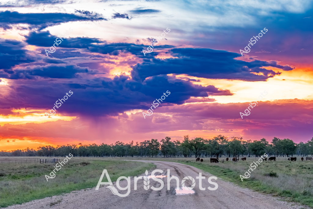 A magnificent rural sunset illuminates a dirt road cutting through a pastoral landscape, where a small herd of cattle grazes peacefully beside scattered eucalyptus trees. The sky erupts in a breathtaking display of color - deep purples, vibrant oranges, and luminous yellows blend dramatically through layers of sweeping clouds. Soft evening light bathes the grasslands, casting long shadows across the dusty track where the cattle are quietly feeding.

The landscape captures the quintessential Australian rural scene - an expansive grassy paddock with a network of fence lines and a classic unsealed country road winding through sparse woodland. The dramatic sky dominates the composition, with cloud formations creating a stunning natural canvas that transitions from intense golden tones at the horizon to deep blue-purple hues overhead.

The cattle, dark-colored and appearing to be beef cattle, are scattered across the grassy terrain, some close to the road and others further back near the tree line. Their presence adds a sense of peaceful agricultural activity to this stunning twilight scene, embodying the serene rhythm of rural Australian life at the day's end.