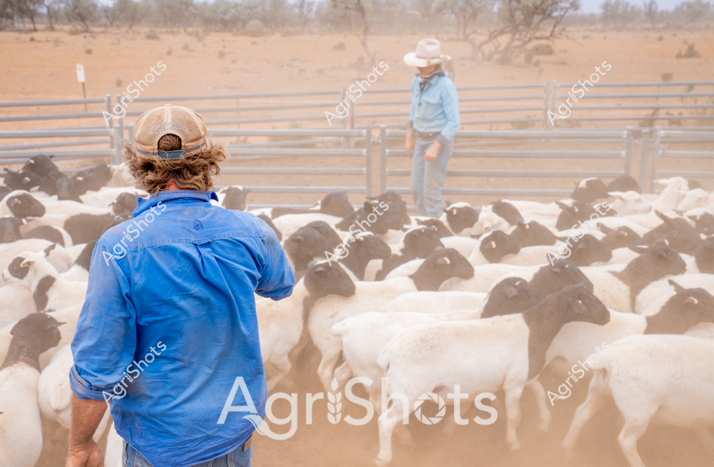 Two stockmen manage a large flock of black and white sheep in a dusty livestock yard during what appears to be a dry, arid season in outback Australia. A man in a blue work shirt stands with his back to the camera, wearing a mesh-backed cap, while another figure is visible in the distant background near the metal yard fence. The sheep are densely packed, creating a sea of white fleece with black faces - likely a Dorper or Damara breed well-adapted to harsh Australian conditions.

The landscape is characteristically sparse, with scattered scrub trees and a sandy, reddish-brown ground indicating a potentially drought-affected region. The scene captures the typical challenging environment of Australian sheep farming, where skilled stockmen carefully manage livestock in tough, unforgiving terrain. The dust hanging in the air suggests movement and activity, with the sheep closely herded within the sturdy metal yard fencing.

The stockmen's clothing - a blue work shirt and a light-colored hat - reflects practical rural workwear designed for protection from the intense Australian sun and harsh environmental conditions. This image epitomizes the resilience and skill required in Australian livestock management, particularly in remote, arid regions.