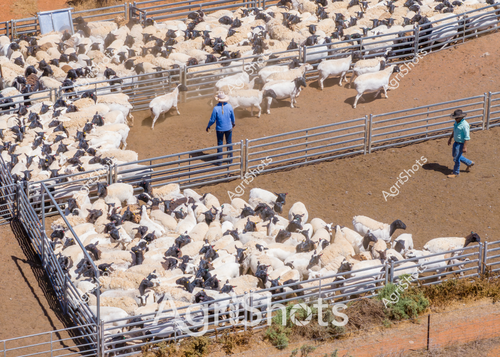 A large mob of white and dark-colored sheep are packed tightly into a series of metal livestock yards in a dry, arid landscape. Two men are working the yards - one wearing a blue shirt and the other in a teal-colored work shirt - carefully managing the sheep's movement between different pen sections. The ground is a dusty reddish-brown, typical of an Australian inland station or pastoral property, with sparse vegetation visible around the yard's perimeter. Metal stock fencing creates a systematic grid of pens, allowing for controlled livestock movement and management. The sheep appear to be a mixed flock, with predominantly white bodies and dark heads, likely a crossbreed or Merino-type breed common in Australian agriculture. The aerial perspective reveals the scale of the livestock operation, showcasing the precision and infrastructure required for managing large sheep herds in challenging rural environments.