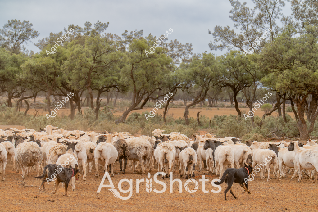 A substantial flock of white and dark-colored sheep cluster tightly together on a dry, reddish-brown earth paddock, surrounded by sparse acacia and eucalyptus trees. Two working dogs, likely Australian Kelpies, move strategically around the herd, herding and controlling the sheep's movement with practiced precision. The landscape suggests an arid or semi-arid region, with muted green trees providing a soft backdrop against the dusty ground where the sheep are densely packed. The animals appear to be Merino or crossbred sheep, their woolly backs facing mostly outward, creating a textured mass of cream and darker fleece. The scene captures the quintessential Australian pastoral setting - a moment of controlled movement during mustering, where skilled working dogs and the natural landscape work in harmony to manage livestock in challenging environmental conditions.

The image represents the resilience of Australian agricultural practices, showcasing how farmers and their canine partners navigate vast, challenging terrains to manage livestock effectively. The dogs' positioning and the sheep's tight formation demonstrate the sophisticated communication and training required in rural stock management.