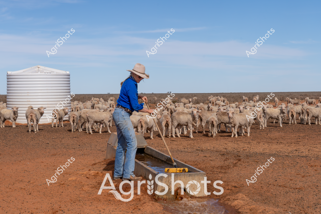A woman in a blue long-sleeved shirt and wide-brimmed hat tends to a large flock of merino sheep in an arid Australian landscape. Standing beside a water trough near a large white water tank, she is surrounded by dozens of woolly sheep on a dry, reddish-brown earth paddock. The expansive background reveals a flat, sparse horizon typical of inland Australian pastoral regions, with a clear blue sky stretching overhead. Her stance suggests careful monitoring and management of the livestock, using the water trough to ensure the sheep remain hydrated in the harsh, dry environment. The white water tank and carefully positioned trough highlight the critical infrastructure required to support livestock in challenging agricultural conditions, demonstrating the resilience and strategic planning of Australian sheep farmers.

The scene captures the essence of outback sheep farming - a solitary worker maintaining a flock in a demanding landscape, where water management and animal care are paramount to survival. The merino sheep, with their distinctive thick woolly coats, cluster around the water source, reflecting the symbiotic relationship between the farmer and the livestock in this unforgiving terrain.