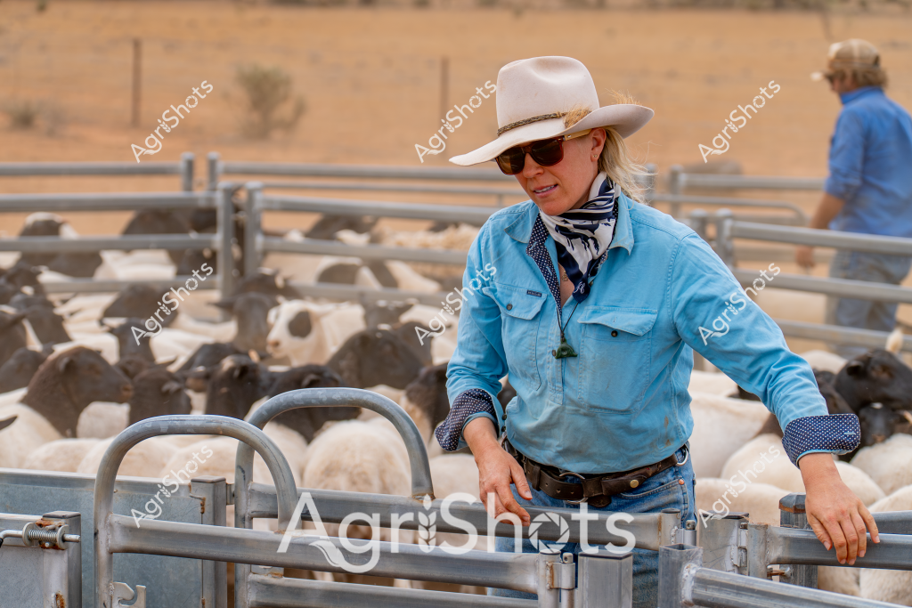 A woman stockman wearing a white wide-brimmed hat, blue work shirt, and sunglasses stands confidently in a sheep yard, surrounded by a herd of mixed-breed sheep. The metal livestock gates and fencing create a structured environment in what appears to be an arid, dusty rural Australian landscape. Her professional stance and carefully positioned hands suggest years of experience managing livestock, with her blue shirt and striped neck scarf indicating practical working attire suited to the harsh conditions. In the background, another worker in blue can be seen, highlighting the collaborative nature of sheep station operations. The dry, golden-brown paddock stretching behind the yards emphasizes the challenging environment of Australian agricultural settings, where skilled stockmen and women play a crucial role in managing livestock in demanding conditions.