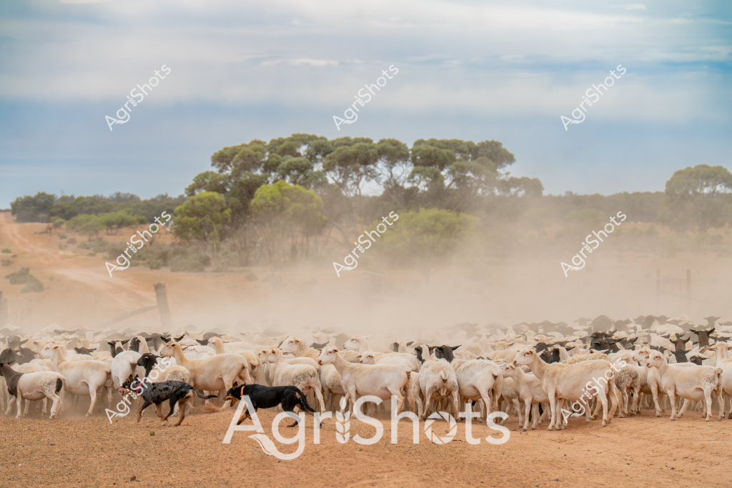 A large flock of white and black sheep gather tightly in a dusty, arid paddock, with several working dogs moving among them. The landscape is characteristic of an Australian rural setting, featuring sparse, golden-brown earth and eucalyptus trees clustered in the distant background. Dry soil kicks up a fine dust cloud around the mob of sheep, suggesting hot, dry conditions typical of an Australian summer or drought period.

The working dogs, black and white in color, are actively herding and managing the sheep, weaving between the tightly packed animals with purpose and skill. These are likely Merino sheep, a breed renowned in Australian agriculture for their high-quality wool production. The dense clustering of the animals indicates they are being carefully controlled and directed, possibly during mustering, yard preparation, or movement between paddocks.

The scene captures the essence of Australian pastoral farming - a landscape of sparse vegetation, resilient livestock, and the critical role of working dogs in managing large herds across challenging terrain. The muted color palette of beige earth, pale sky, and green-grey trees emphasizes the harsh but beautiful nature of rural agricultural environments.