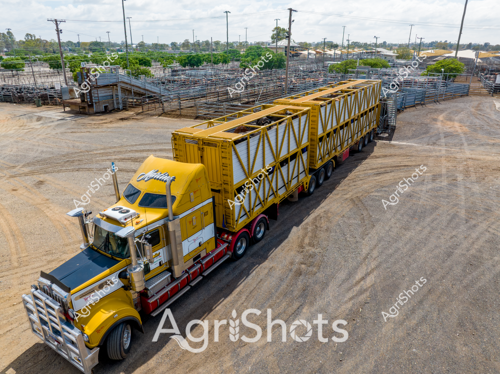A powerful yellow road train truck stands ready in a rural livestock loading yard, its massive trailer configured for transporting livestock across vast Australian distances. The heavy-duty truck, featuring a striking yellow and white color scheme, is connected to an extended multi-tiered trailer designed specifically for cattle or sheep transportation. Surrounding the truck are multiple steel cattle yards with interconnected metal fencing, typical of large agricultural processing facilities in rural Australia. The dusty dirt ground and numerous utility poles in the background suggest this is a substantial livestock handling facility, likely located in a regional agricultural district. The truck's robust construction - with a prominent bullbar and high ground clearance - indicates it is purpose-built for challenging rural transportation routes across rugged Australian terrain. The expansive yard infrastructure and specialized transport vehicle represent the sophisticated livestock logistics systems that are critical to Australia's agricultural export industries.