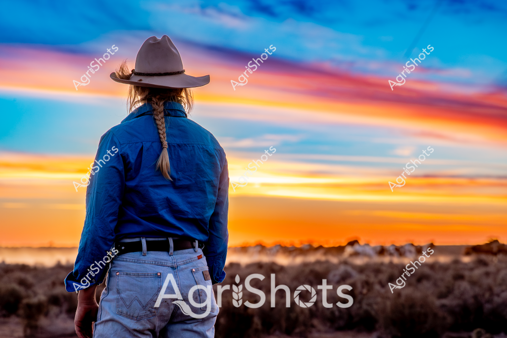 A woman stockman stands with her back to the camera, surveying a vast landscape at sunset. Wearing a pale wide-brimmed Akubra hat and a blue long-sleeved work shirt, she has her hair braided and tucked behind her back. The sky explodes with vibrant colors - deep blues transitioning to brilliant oranges and golden yellows, creating a stunning backdrop of warm light across the rugged horizon. In the foreground, a sparse landscape of rocky ground and low scrubland stretches out, with a herd of cattle or sheep barely visible as soft silhouettes in the distant paddock. The scene captures the quintessential Australian rural experience - a solitary figure contemplating the expansive wilderness, embodying the spirit of resilience and connection to the land that defines Australian agricultural life. The dramatic sunset suggests the end of a long day of stock management, with the woman pausing to take in the breathtaking natural beauty of the outback.