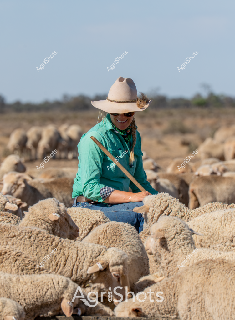 A woman sheep farmer sits amid a large flock of woolly Merino sheep in an arid Australian pastoral landscape. Wearing a classic wide-brimmed cream cowboy hat and a bright turquoise long-sleeved shirt, she appears relaxed yet focused, perched atop the dense mass of sheep. Her green shirt with a subtle print and blue jeans blend with the earthy, muted tones of the surrounding dry grasslands and distant scrubby vegetation. A wooden staff rests across her lap, suggesting her role in guiding and managing the flock. The sheep, with their thick, uniform cream-colored fleece, are tightly clustered, creating a textural landscape of woolly bodies that stretches across the foreground and background. The clear blue sky and open terrain evoke the quintessential Australian rural setting, highlighting the connection between the farmer and the livestock in this expansive, challenging environment.