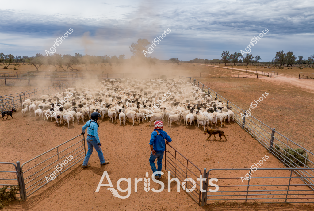 Two men in blue clothing and work boots manage a large flock of white sheep in a dry, dusty livestock yard during what appears to be a warm, overcast day. The sheep are tightly clustered, generating a cloud of reddish-brown dust as they move within the metal livestock fencing. Working dogs assist the stockmen, helping to control and direct the mob of sheep across the arid paddock with its sparse trees and fenced enclosures in the background.

The scene captures a typical Australian sheep farming operation, likely in an inland region experiencing dry seasonal conditions. The stockmen's coordinated movements and their dogs' precise herding demonstrate the skill and experience required in managing large livestock herds in challenging agricultural environments. The loose, functional clothing - blue shirts, work pants, and practical footwear - reflects the pragmatic approach of professional livestock managers.

The landscape suggests a rural property in an arid or semi-arid zone, with hard-packed earth, minimal vegetation, and a wide, cloudy sky typical of Australian pastoral regions. The fencing and yard infrastructure highlight the structured approach to livestock management, with carefully designed spaces to control and move sheep efficiently.
