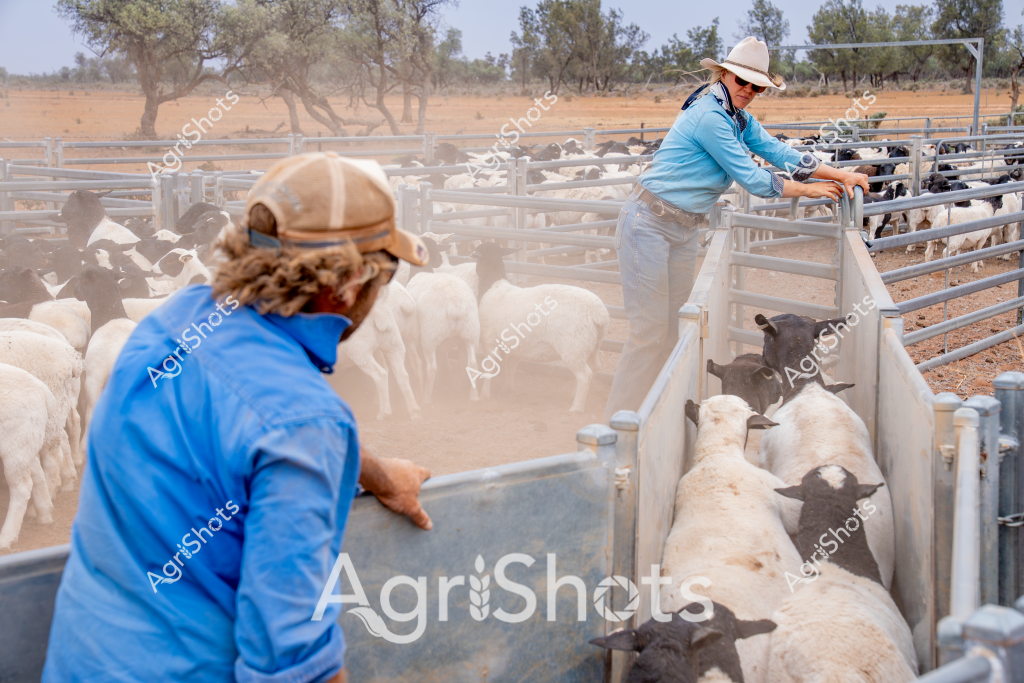 Two women livestock managers work together in a dusty sheep yard, carefully guiding a mob of white and black sheep through metal livestock gates and narrow race. Wearing blue long-sleeved shirts and wide-brimmed hats for sun protection, they move deliberately and professionally, managing the flow of animals in a dry, arid paddock with scattered eucalyptus trees in the background. The intense cloud of dust kicked up by the sheep's movement suggests a hot, dry day typical of Australian rural agricultural conditions. Metal livestock handling infrastructure allows precise movement and control of the flock, highlighting the skill and expertise required in modern sheep management. The rugged landscape and methodical work illustrate the challenging yet essential nature of livestock production in Australia's demanding rural environments.