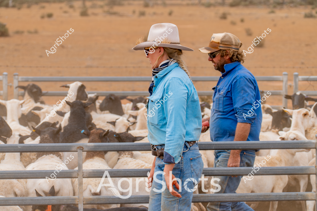 Two people work together managing a herd of goats in an arid, dusty paddock with scattered vegetation. A woman in a white wide-brimmed hat, blue long-sleeved shirt, and denim jeans stands alongside a man in a blue work shirt and cap, both observing the mixed-color goat herd within a metal stock fence. The landscape is a golden-brown expanse typical of Australian outback or pastoral regions, with sparse shrubs and dry ground stretching to the horizon. Their professional stance and coordinated blue clothing suggest they are experienced livestock managers monitoring the herd during what appears to be a dry season. The goats cluster together, a mixture of white, black, and brown animals pressed close within the metal yard, representing the challenges of livestock management in an arid agricultural environment.