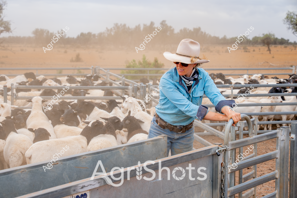 A woman stockman in a blue work shirt and wide-brimmed white hat leans against a metal livestock gate, carefully monitoring a large flock of sheep in a dusty paddock. The sheep - a mix of white and black woolly animals - are densely packed within metal yard panels, creating a textured landscape of livestock. The background reveals a dry, arid Australian rural landscape with scattered trees and golden-brown earth, suggesting challenging drought conditions. Her blue shirt, sunglasses, and relaxed posture indicate an experienced agricultural worker comfortable in the harsh rural environment. Dust hangs in the air, adding a sense of atmospheric texture to the scene and highlighting the challenging conditions of outback sheep farming. The metal livestock gates and fencing demonstrate the structured management of the agricultural property.