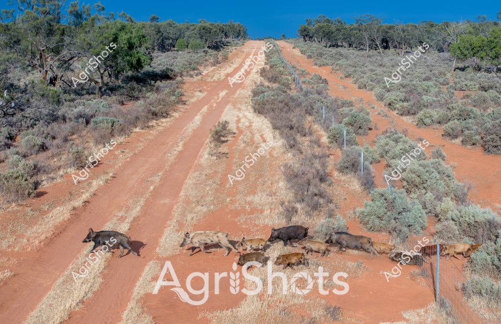 A group of feral pigs traverses a remote Australian dirt track, their dark and varied-colored bodies moving across the rusty-red earth. The landscape is classic Australian outback - sparse eucalyptus trees, silvery-green scrub vegetation, and a wide blue sky stretching across the horizon. These wild pigs, ranging in shades from dark brown to light tan, are crossing a well-worn rural access road that cuts through the arid landscape, likely moving between grazing areas. The surrounding terrain shows typical semi-arid vegetation with low shrubs and scattered trees, characteristic of inland Australian regions. The stark contrast between the reddish-orange soil and the muted green vegetation creates a visually striking scene that captures the rugged nature of Australia's interior landscapes.

The image appears to be an aerial or drone perspective, providing a clear view of the pigs' movement across the landscape, highlighting the interaction between wildlife and the extensive rural infrastructure that connects remote areas. This scene represents the ongoing challenge of feral animal management in Australian agricultural regions, where introduced species like wild pigs can significantly impact native ecosystems and farming operations.