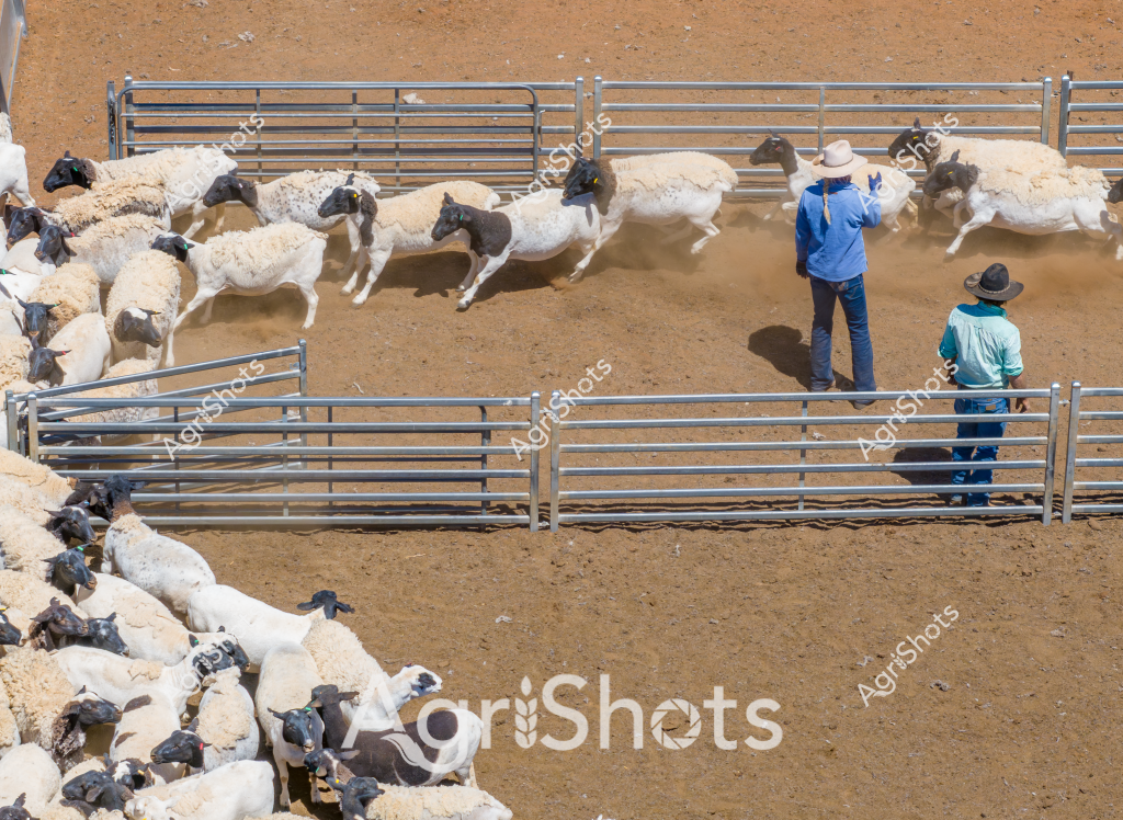 Two stockmen manage a group of white and dark-colored sheep in metal livestock yards during a stock handling operation. A man in a bright blue shirt and a man in a teal shirt stand near metal livestock gates, carefully directing a mob of sheep that appear to be Dorper or Merino cross breed. The dusty, sandy-colored yard provides a stark backdrop to the crisp movement of the sheep, which are densely clustered and actively moving between different pen sections. The precise metal fencing creates systematic pathways, demonstrating the structured approach to livestock management typical of Australian agricultural practices. Shadows cast by the workers and animals emphasize the midday sunlight and the controlled, methodical nature of the sheep mustering process.