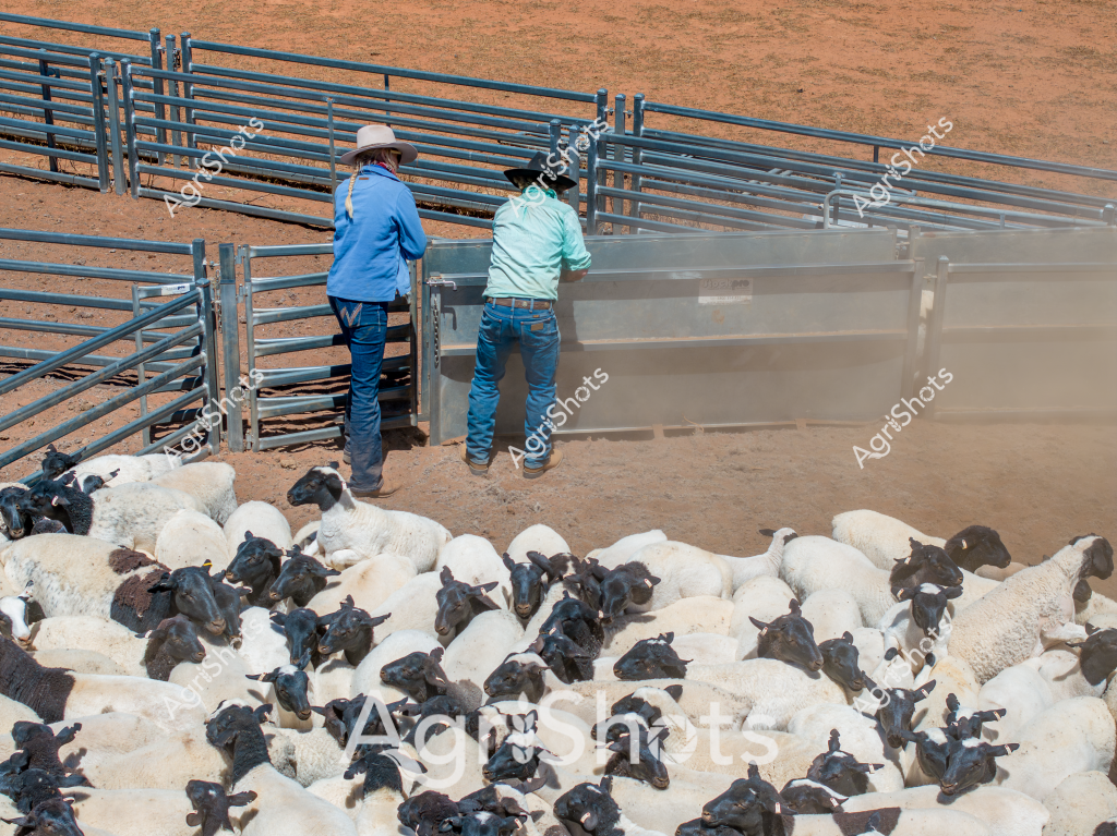 Two men in work attire operate a livestock handling system with a herd of black and white sheep clustered in the holding yards. The men, wearing blue shirts, jeans, and work hats, are positioned near a metal livestock chute and gate system on a dry, reddish-brown earth paddock. A dense group of sheep - predominantly white with black-faced individuals mixed throughout - are tightly packed in the lower portion of the image, waiting to be processed through the metal handling equipment. The metal gates and chute appear to be a standard design for efficiently moving and managing sheep, typical of Australian livestock management practices. The dusty environment and metal infrastructure suggest this is a working sheep station, likely in an arid or semi-arid region of Australia where sheep farming is a critical agricultural activity.

The scene captures the methodical nature of livestock management, with the workers carefully positioning the animals through controlled infrastructure, demonstrating the precision and skill required in modern agricultural practices. The mix of white and black-faced sheep indicates a potentially diverse breeding program or mixed flock composition, which is common in Australian sheep production.