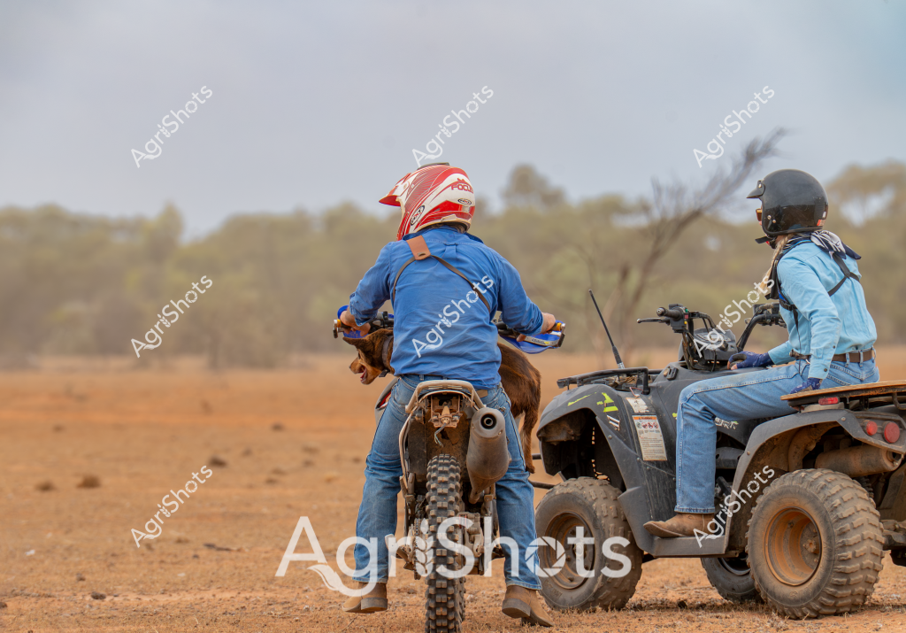 A man on a dirt motorbike and another on an all-terrain vehicle (ATV) traverse a dry, dusty rural landscape. The motorbike rider wears a red and white racing-style helmet and a blue jacket, straddling a dirt bike with knobby off-road tires. His companion sits on a grey ATV, both wearing protective helmets and denim clothing suitable for rugged rural terrain.

The background reveals a sparse Australian landscape with scattered trees and shrubs, typical of an arid or semi-arid region. The ground is a reddish-brown earth, indicating dry conditions and potentially drought-affected terrain. Bare trees and minimal ground vegetation suggest a challenging agricultural environment.

The scene captures the resilience and adaptability of rural workers navigating challenging landscapes using robust off-road vehicles. Their positioning and equipment suggest they might be performing farm maintenance, checking livestock, or managing property boundaries in a remote agricultural setting.

The muted color palette of browns, blues, and greys, combined with the dusty atmosphere, evokes the harsh yet beautiful nature of Australian rural landscapes. Their protective gear and vehicles highlight the practical approach to working in challenging environmental conditions.