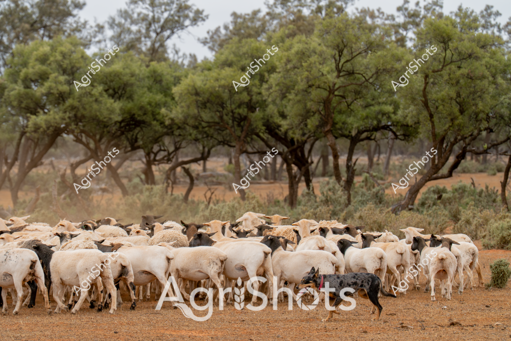 A working dog carefully herds a large flock of white and black sheep across a dry, dusty paddock in the Australian outback. The dense mob of sheep, predominantly white with some black-faced individuals, stands tightly clustered on reddish-brown earth, surrounded by scattered eucalyptus trees with their distinctive green foliage. A lone black and white cattle dog weaves strategically around the flock, demonstrating the classic Australian pastoral scene of livestock management in a challenging rural landscape. The trees provide a sparse backdrop, casting subtle shadows across the ground and highlighting the aridity of the environment. This image captures the essence of Australian sheep farming - a delicate balance of skilled animal husbandry, working dogs, and survival in a harsh, drought-prone landscape where every animal and blade of vegetation must be carefully managed.

The scene reflects the resilience of Australian agricultural practices, where livestock are moved and managed with precision in environments that demand adaptability and skill from both human and animal workers. The contrast between the woolly sheep and the dry, sparse landscape underscores the challenges of sheep farming in rural Australia.