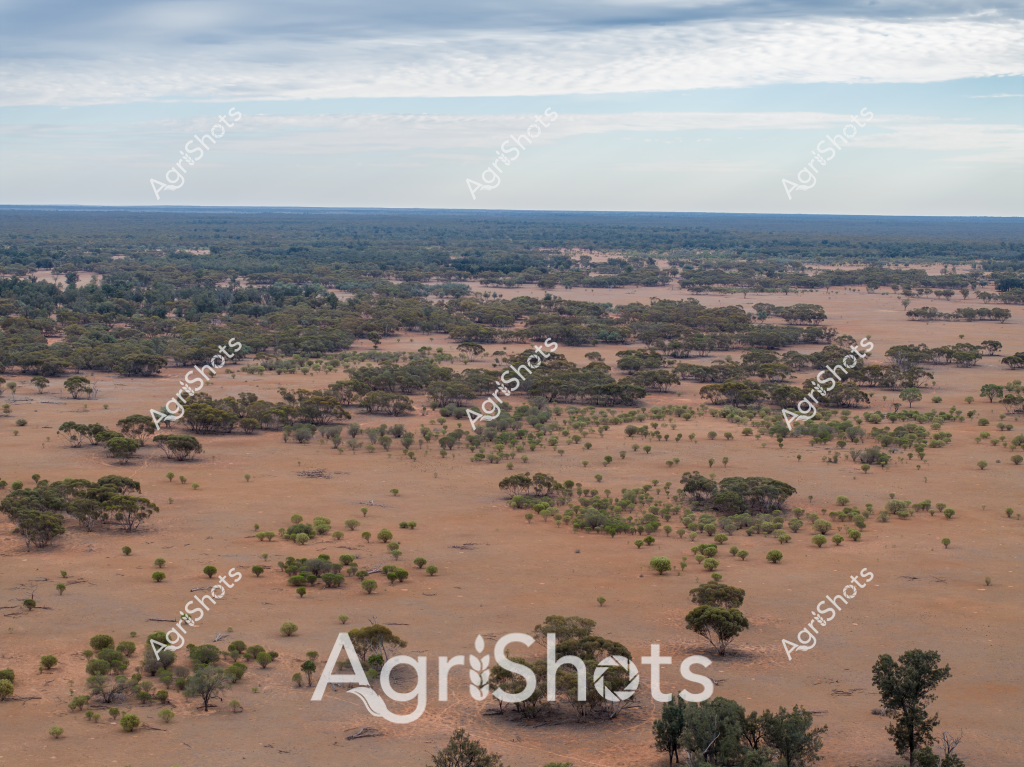 A vast, arid landscape stretches across the horizon, revealing a classic Australian savanna ecosystem with scattered acacia and eucalyptus trees dotting a sun-baked, reddish-brown terrain. The landscape demonstrates the harsh, drought-affected environment typical of Australia's interior regions, where sparse vegetation and wide-open spaces characterize the geography. Green trees cluster in small groups, creating natural islands of vegetation amid the dry, dusty ground, highlighting the resilience of plant life in challenging conditions. The overhead sky features soft, layered cloud formations in muted blues and greys, suggesting potential rainfall but also emphasizing the expansive, open nature of the landscape. This scene captures the raw, unforgiving beauty of Australia's agricultural hinterlands, where vegetation adapts to extreme environmental conditions and demonstrates the profound relationship between landscape and survival. The image provides a compelling visual narrative of ecological adaptation in one of the world's most challenging agricultural environments.