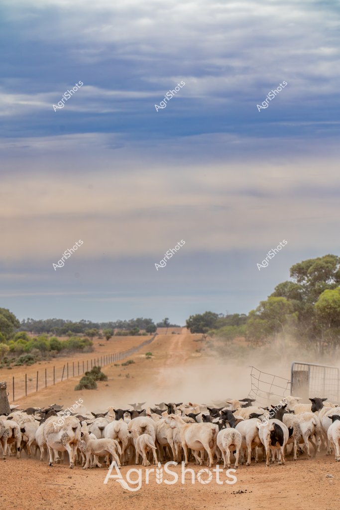 A tight mob of white sheep clusters around a dusty rural gate, creating a compelling scene of Australian livestock management. The herd appears to be Merino sheep, densely packed on a dry, reddish-brown dirt track with a wire fence and gate visible. Surrounding the livestock is a classic Australian pastoral landscape - sparse eucalyptus trees line the horizon, and a long dirt road stretches into the distance under a soft, cloudy sky with muted blue and grey tones. Dust rises from the ground, indicating dry conditions typical of many agricultural regions in Australia. The sheep are tightly grouped, showing their instinctive herding behavior, with their woolly backs presenting a uniform texture against the arid landscape. This image captures the essence of rural Australian livestock farming - resilient animals adapted to challenging environmental conditions, managed with practical infrastructure and traditional farming techniques.