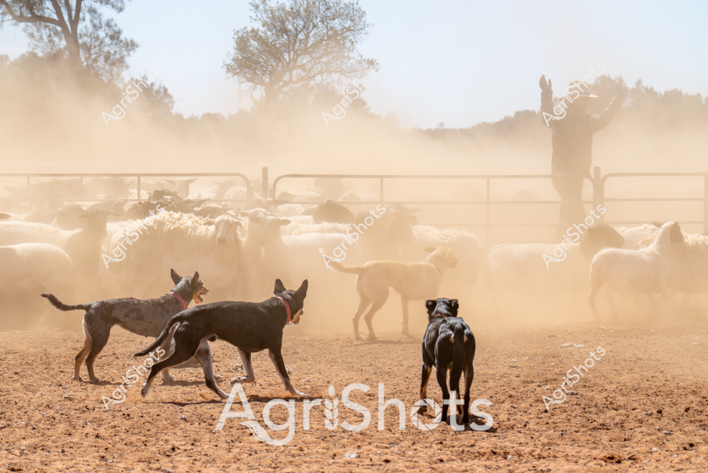 A dusty, sun-drenched livestock yard captures the intense work of three working dogs herding a large flock of sheep. Two dark-colored dogs, likely Australian Kelpies, stand alert in the foreground, their muscular bodies tense with concentration, while a third dog moves among the sheep in the background. A dense cloud of red-brown dust rises from the dry, packed earth, obscuring the distant fence line and trees, creating a hazy, atmospheric scene typical of Australian pastoral landscapes.

The sheep - appearing to be a white wool breed, possibly Merinos - are tightly clustered within a fenced paddock, their woolly forms blending together in the dusty environment. The working dogs demonstrate the classic Australian farming technique of precise, controlled herding, moving strategically to manage the flock's movement and direction. One dog stands with an assertive posture, while another seems to be actively guiding the sheep, showcasing the incredible skill and training of these essential farm companions.

The scene powerfully illustrates the challenging conditions of Australian livestock management, with the dry, dusty environment and the hard-working dogs highlighting the resilience required in rural agricultural settings. The image captures the raw, unfiltered essence of sheep farming in what appears to be an arid region, likely during a dry season.