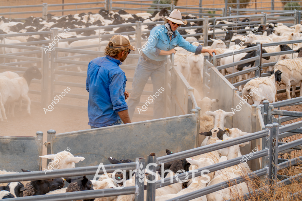 Two workers manage a flock of white and black sheep in a dusty livestock yard, demonstrating professional stock handling techniques. A woman in a light blue long-sleeved shirt and white wide-brimmed hat stands near the metal livestock gates, carefully controlling the sheep's movement, while a man in a blue shirt observes from another section of the pen. The metal livestock yards are filled with sheep of varying white and dark coloration, packed tightly within the galvanized steel fencing. Dry, golden dust rises around the animals, creating a hazy atmosphere that suggests an arid or semi-arid agricultural setting, typical of Australian sheep farming regions. The precise arrangement of the yards and the calm, methodical approach of the workers highlight the efficiency of modern livestock management practices. The scene captures the intricate work of sheep farming, where careful handling and infrastructure are critical to managing large flocks in challenging environmental conditions.