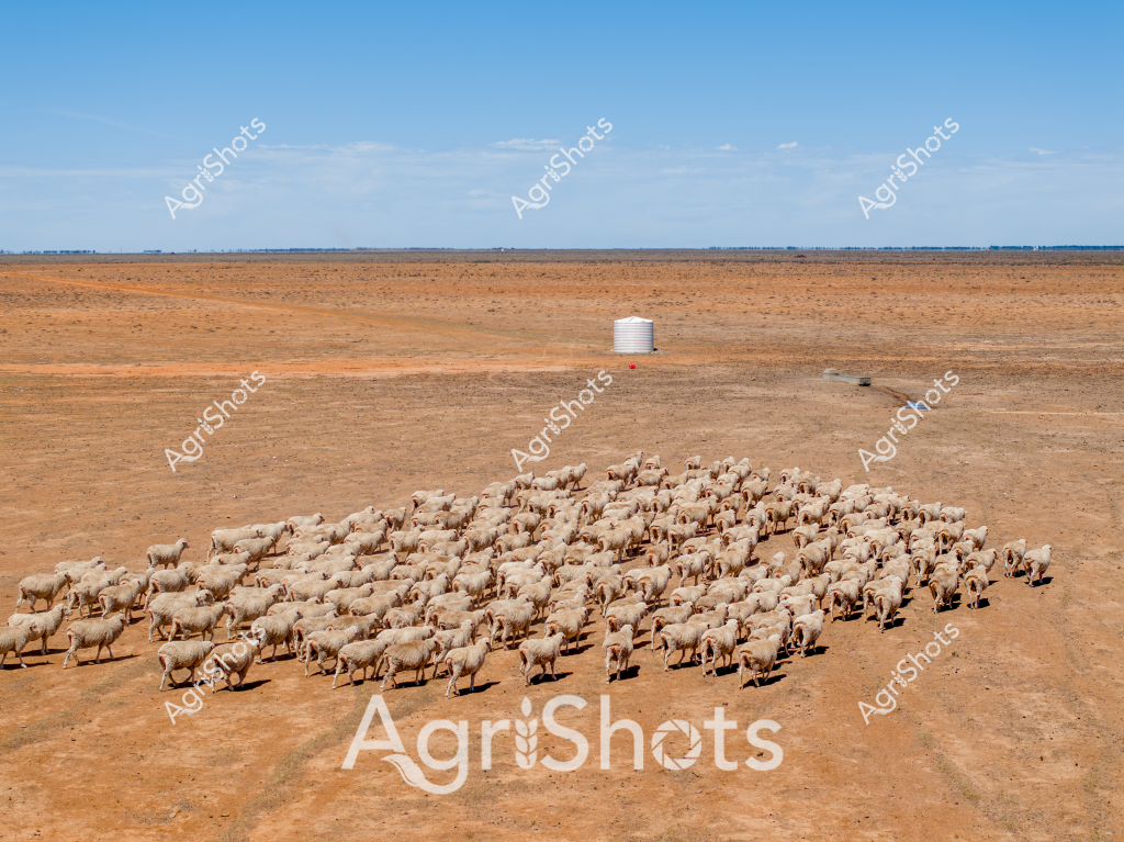 A large flock of Merino sheep huddles together in a stark, arid landscape under a clear blue sky. The dry, reddish-brown earth stretches to the horizon, punctuated by a single white water tank in the distance. The sheep appear tightly grouped, their woolly bodies creating a dense mass against the barren backdrop, highlighting the challenging drought conditions typical of Australian inland regions. A faint track leads toward the water tank, suggesting the animals are likely seeking hydration in this harsh environment. The image powerfully captures the resilience of Australian livestock farming, where animals must survive in extremely dry and unforgiving terrain. The uniform tan-colored landscape and the clustered sheep create a compelling visual narrative of survival and agricultural adaptation in one of the world's most challenging farming environments.