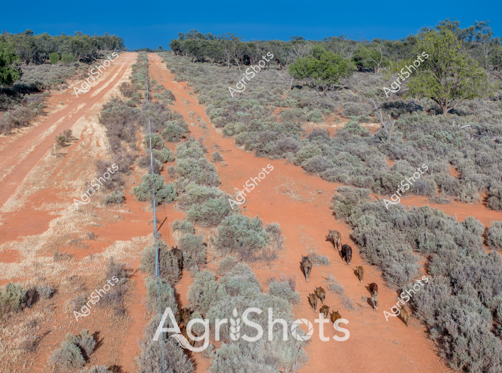 A stunning aerial view captures a small herd of cattle traversing a quintessential Australian outback dirt track, surrounded by rusty red earth and scattered grey-green shrubs. The unmade road cuts a stark line through the arid landscape, with native eucalyptus trees dotting the horizons and a deep blue sky overhead. Several cattle walk in single file along the track, their dark bodies creating a rhythmic pattern against the ochre-colored ground. The image exemplifies the vast, rugged terrain of inland Australia, where livestock management often involves navigating extensive, remote station country. Sparse vegetation and the characteristic red soil highlight the challenging environmental conditions of pastoral regions, showcasing the resilience required in Australian cattle farming. The aerial perspective provides a dramatic illustration of the immense scales and isolation inherent in Australian agricultural landscapes.