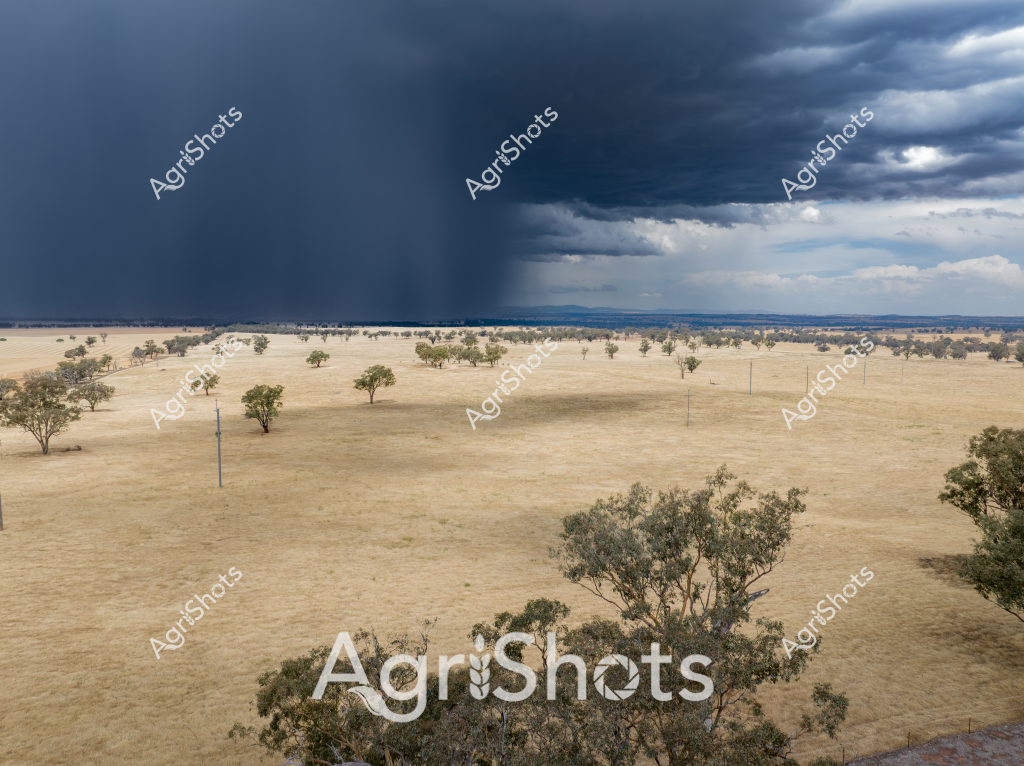 A dramatic storm cloud looms over a dry, golden pastoral landscape, creating a powerful atmospheric scene of rural Australia during drought conditions. Scattered eucalyptus trees punctuate the parched, wheat-colored grasslands, their sparse foliage highlighting the harsh environmental conditions. Electrical poles stretch across the landscape, connecting the isolated terrain, while dark storm clouds create a stark contrast with the pale, drought-stressed ground. The image captures the intense meteorological drama of the Australian outback, where threatening rain clouds hover menacingly over a landscape desperate for moisture. The expansive view reveals the rugged resilience of the agricultural environment, with sparse vegetation and an immense sky that speaks to the challenging conditions faced by rural communities.

The scene epitomizes the visual narrative of drought and potential renewal, with the dramatic storm clouds suggesting the possibility of relief against the backdrop of a seemingly endless, parched grassland. Textural contrasts between the silvery-green trees, golden grasses, and deep blue-grey storm clouds create a compelling visual representation of Australia's challenging agricultural landscapes.