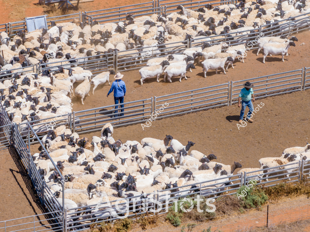 A large flock of white and dark-colored sheep are clustered in a series of metal livestock yards, with two stockmen managing the mob in a dry, reddish-brown rural landscape. A man in a blue shirt and another in a teal shirt are strategically positioned along the metal fencing, carefully controlling the movement of the sheep through the yards. The animals appear to be a mix of white wooled sheep with dark heads and legs, likely a Merino or crossbred flock, tightly packed and moving in coordinated groups across the dusty paddock. Metal gates and panels create a complex system of pens and pathways, demonstrating the systematic approach to livestock management in Australian agriculture. The arid ground and sparse vegetation suggest this is likely an inland property, possibly in a region like Western New South Wales or Western Queensland, where sheep farming is a critical agricultural enterprise. The scene captures the skill of experienced stockmen in efficiently handling and directing a large number of sheep using strategic positioning and livestock management techniques.