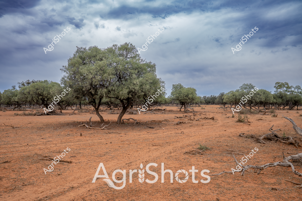 A stark landscape of drought-affected terrain dominates this image, with sparse olive-green trees standing resilient against a moody, cloud-laden sky. The ground is a rich, rusty-orange soil punctuated by scattered dead branches and minimal ground cover, revealing the harsh conditions of an arid agricultural region. Mature trees with silvery-green foliage are sparsely distributed across the landscape, their twisted trunks and broad canopies suggesting years of survival in challenging environmental conditions. The dramatic sky, filled with layered blue-gray clouds, adds a sense of atmospheric tension to the scene, highlighting the precarious balance between survival and environmental stress in this Australian agricultural landscape. The barren ground and weathered trees eloquently communicate the ongoing challenges of farming in drought-affected regions, where resilience is measured in the ability of vegetation to endure and persist against seemingly insurmountable conditions.