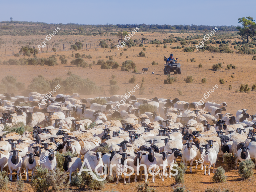 A large flock of white and black-faced sheep crowd together in an arid pastoral landscape, with sparse scrubland and dusty ground stretching to the distant horizon. A four-wheel drive vehicle and a working dog are visible in the background, indicating this is likely a station or large grazing property in inland Australia. The sheep appear to be Dorper or White Dorper breed, known for their hardiness in dry conditions, standing clustered among low saltbush and spinifex vegetation. A man in blue clothing sits on the quad bike, seemingly monitoring the mob as they graze and move across the parched landscape. The scene captures the essence of Australian sheep farming in a challenging, drought-affected environment, with the stark beauty of the arid rangelands providing a dramatic backdrop to the livestock operation.

The image reveals the resilience of both the animals and the agricultural workers who manage them in harsh, unforgiving terrain. Dust rises around the sheep's feet, highlighting the dry conditions and the careful movement of the herd. The quad bike and working dog demonstrate the modern tools and techniques used in managing large flocks across extensive grazing properties.