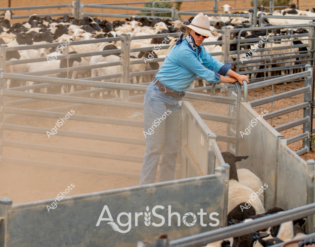 A woman stockman in a blue long-sleeved shirt and white cowboy hat carefully manages a mob of sheep in a metal livestock yard. The dusty, arid landscape surrounds the metal livestock handling facility, with multiple pens filled with white and dark-colored sheep. She leans over the metal gate, positioning herself to direct the movement of the animals through the narrow chute. Her posture suggests expert control and years of experience working with livestock in what appears to be a dry, rural Australian setting. The tight metal fencing, sunlight, and careful positioning of the stockwoman highlight the precision and skill required in managing sheep in challenging agricultural environments.