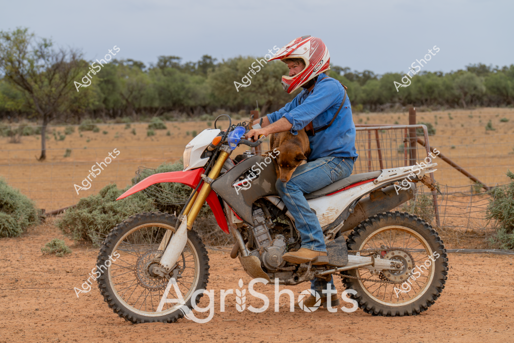 A man in blue clothing and a red and white helmet rides a red and white dirt bike across an arid Australian landscape. Sitting in front of him in the bike's cargo compartment is a brown dog, seemingly comfortable and secure during the journey. The terrain is typical of the Australian outback - reddish-brown soil, sparse vegetation, and scattered trees and shrubs in the background. The rider appears to be navigating a dirt track, with wire fencing visible to one side, suggesting this is a rural property or station. The motorcycle's robust design with knobby off-road tires indicates it's well-suited for traversing challenging rural terrain. The scene captures the practical nature of transport in remote Australian agricultural areas, where versatile vehicles and loyal working dogs are essential companions.