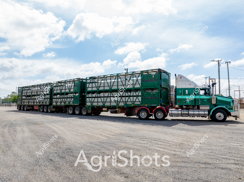 A massive green livestock transport truck with multiple trailers dominates this agricultural logistics scene. The heavy-duty truck, likely a Western Star model, is equipped with three-tiered stock crates designed for safely transporting large numbers of cattle or sheep across rural Australian landscapes. Parked on a gravelly yard with electrical poles and cloudy blue skies in the background, the truck represents the critical transportation infrastructure of Australia's livestock industry. The green and white color scheme of the truck and trailers suggests a professional livestock transport operation, with robust engineering specifically designed to handle long-distance animal transportation in challenging outback conditions. The multiple-trailer configuration indicates the truck's capacity to move significant numbers of livestock efficiently between stations, saleyards, or to market.

The image captures the scale and specialized nature of agricultural transportation in Australia, where vast distances and large herds require sophisticated logistics and purpose-built equipment. The truck's sturdy construction and multi-axle design reflect the demanding requirements of moving livestock across some of the world's most challenging agricultural terrains.