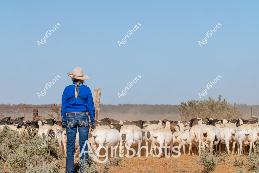 A woman stockman stands in a blue long-sleeved shirt and wide-brimmed hat, her back to the camera, overlooking a large herd of white sheep in an arid Australian paddock. The landscape is characterized by reddish-brown earth, scattered saltbush and low scrub, and a clear blue sky stretching to a distant horizon. Numerous sheep are clustered together, their white bodies creating a dense mass against the earthy background, suggesting a typical sheep station scene in rural Australia. A wooden fence and dusty conditions indicate this is likely an extensive grazing property, where livestock management requires skill and patience. The woman's stance - solid and watchful - speaks to the traditional role of stockmen in Australian agricultural practice, carefully monitoring and guiding the flock across the challenging outback terrain.