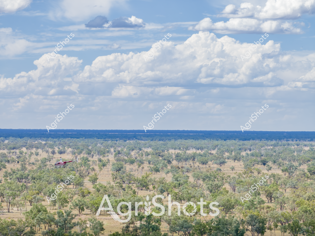 A breathtaking aerial landscape captures the expansive Australian bushland, revealing a dense woodland ecosystem stretching across the horizon. Scattered eucalyptus trees dot the terrain, creating a mosaic of green and dusty earth tones that characterize the continent's rugged interior. Fluffy white cumulus clouds billow dramatically overhead, casting soft shadows across the undulating landscape and providing a stunning contrast against the deep blue sky.

A red helicopter traverses the scene, suggesting agricultural or surveying activities typical of rural Australian operations. The aircraft appears small against the vast panoramic view, highlighting the immense scale of the natural environment. The terrain looks typical of semi-arid regions, with sparse but resilient vegetation adapted to challenging climatic conditions.

The landscape demonstrates the quintessential Australian bushland - a robust, interconnected ecosystem of native trees and grasses that represents the continent's unique ecological character. Subtle variations in vegetation density and tree distribution suggest complex environmental interactions and potentially different soil conditions across this expansive vista.

The image captures the raw, untamed beauty of Australia's interior - a landscape that speaks to resilience, space, and the profound connection between land and sky in one of the world's most distinctive natural environments.