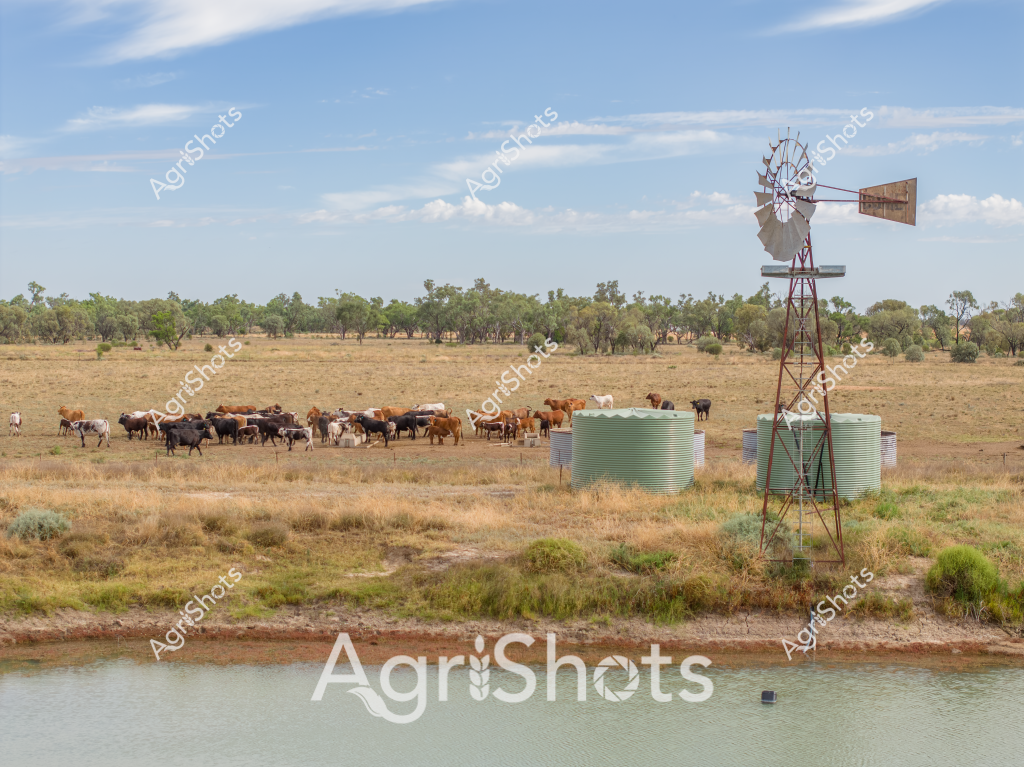 A classic Australian rural landscape captures a herd of mixed-breed cattle gathered near water storage tanks and a traditional windmill. Approximately 30-40 cattle of various colors - including brown, white, and black - cluster together in a dry, golden-grassed paddock with scattered eucalyptus trees in the background. A classic green corrugated water tank and tall metal windmill stand sentinel near a small dam or water hole in the foreground, providing essential water infrastructure for the livestock.

The scene epitomizes a typical pastoral setting in rural Australia, likely in an inland region such as western New South Wales or Queensland. The landscape appears dry and somewhat sparse, with low grasses and scattered vegetation suggesting potential drought conditions. A bright blue sky with wispy clouds creates a sense of expansive openness characteristic of Australian agricultural regions.

The windmill, a quintessential feature of outback farming, represents traditional water management techniques still used in many rural properties. The cattle seem to be resting and grazing, demonstrating the resilience of livestock in challenging environmental conditions. This image captures the essence of Australian cattle farming - adaptability, resourcefulness, and the stark beauty of rural landscapes.