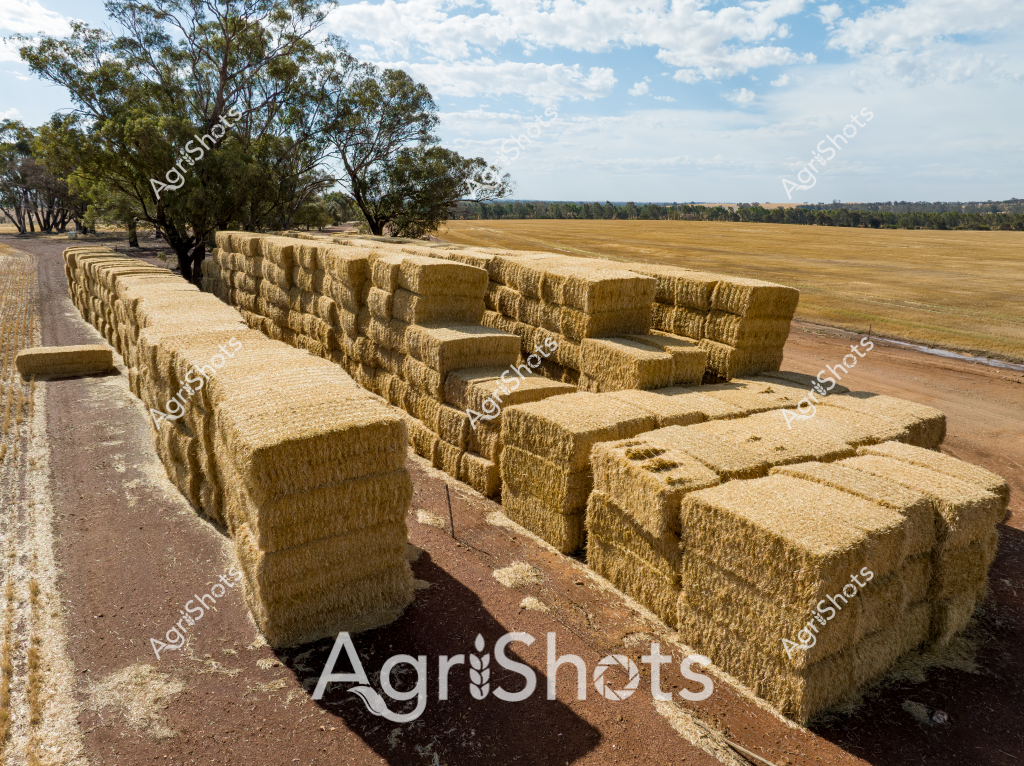 Rectangular golden hay bales are meticulously stacked alongside a dirt road, creating an impressive linear formation against a backdrop of rural farmland and scattered eucalyptus trees. The straw-colored rectangular bales are tightly compressed and arranged in multiple layers, demonstrating efficient agricultural storage techniques typical of Australian grain and fodder production. Surrounding the hay storage area, a harvested wheat or barley field stretches toward the horizon, its pale golden stubble contrasting with the rich green tree line in the distance. The landscape suggests a late summer or early autumn scene in a grain-growing region, likely in Western Australia, South Australia, or the New South Wales wheat belt. Shadows cast by the hay bales create geometric patterns on the compacted dirt road, highlighting the precise arrangement of these essential agricultural resources. The carefully stacked bales represent a critical stage in the crop production cycle, storing valuable feed and fodder for livestock during drier months.