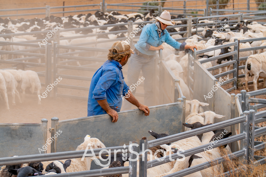 Two men farmers work together in a dusty sheep yard, carefully managing a flock of white and black sheep within metal livestock pens. One man in a blue shirt and cap stands near the gate, while another in a light blue shirt and white hat manages the gate and sheep movement. The metal yards are sturdy and well-constructed, with multiple interconnected pens allowing controlled livestock sorting and movement. Dust hangs in the air, indicating dry conditions typical of Australian agricultural landscapes, suggesting this is likely a rural station or farm in an arid or semi-arid region. The sheep appear to be a mixed breed, with white and darker-colored animals clustered together, waiting to be sorted or moved. The scene captures the practical, hands-on nature of Australian sheep farming, highlighting the skill and teamwork required in managing livestock in challenging environmental conditions.