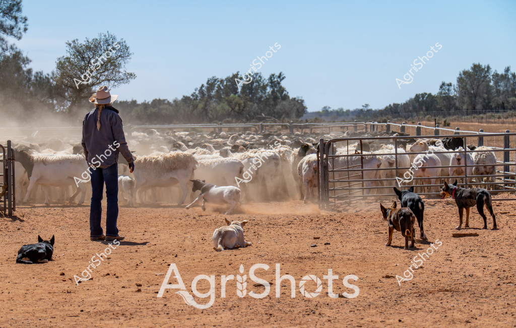A man stockman stands amid a dusty livestock yard, surrounded by a large flock of white sheep and several working dogs. The scene captures a typical Australian sheep station during mustering, with dry, reddish-brown earth and metal yard fencing creating a stark backdrop. Multiple herding dogs of different colors are positioned around the yard, some sitting and some actively moving, assisting in controlling the tightly packed sheep mob.

The stockman, wearing a wide-brimmed hat and dark clothing, stands facing away from the camera, observing the sheep as they move and kick up clouds of dust. Some sheep are pressed against the metal yard gates, while others mill about in the central area. The dogs appear to be working collaboratively, with some sitting attentively and others actively herding.

In the background, sparse trees and shrubs line the horizon, typical of an arid or semi-arid Australian pastoral landscape. The bright, clear sky and harsh sunlight emphasize the dry conditions, suggesting this is likely during a hot summer day in one of Australia's inland sheep-farming regions. The scene powerfully illustrates the challenging environment and skilled work of Australian livestock management.