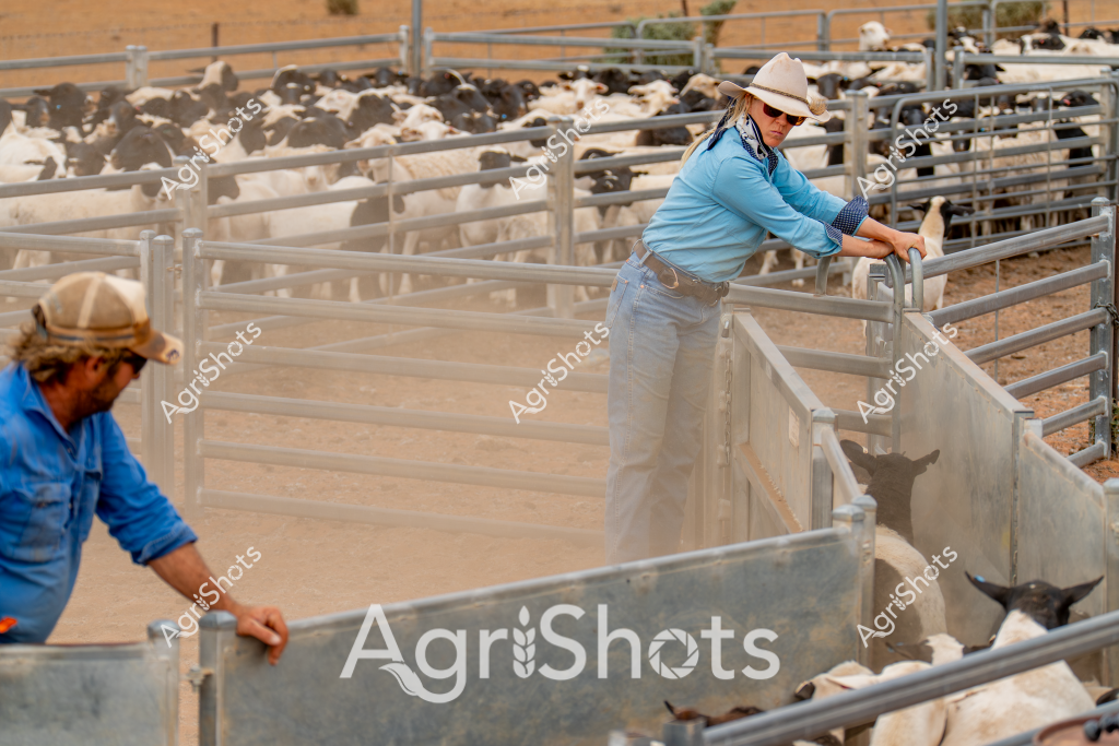 A woman stockman in a blue long-sleeved shirt, white hat, and sunglasses works in a dry, dusty livestock yard managing a herd of goats. She leans against a metal gate in a carefully structured livestock pen, with multiple metal fencing sections visible. Another worker in a blue shirt can be seen partially in the foreground, also engaged in managing the goat herd. The landscape appears arid, with sandy ground and sparse vegetation, typical of an Australian pastoral setting. Multiple white and light-colored goats are contained within the metal yard sections, suggesting this is a professional livestock management operation in a rural, potentially remote region of Australia.

The scene captures the practical, focused work of livestock management, with the stockwoman's professional posture and careful attention to the animals demonstrating the skilled nature of agricultural work. The metal infrastructure, protective clothing, and controlled environment highlight the systematic approach to animal handling in challenging agricultural landscapes.
