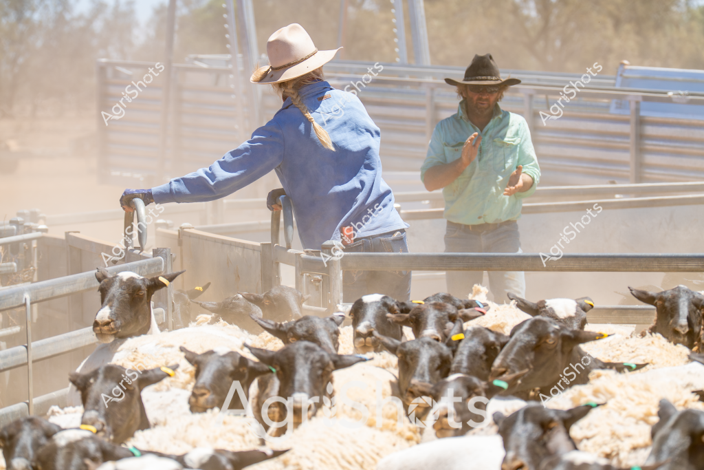 Two people manage a group of goats in a dusty livestock yard, with metal cattle panels creating a confined processing area. A woman wearing a blue jacket and wide-brimmed hat stands at one end of the pen, operating gate controls, while a man in a light green shirt stands nearby, appearing to assist with livestock movement. Multiple dark-colored goats are densely packed in the pen, their heads and bodies visible among wood shavings or straw bedding. Dust hangs in the air, suggesting active movement and handling of the animals, indicating this is likely a routine livestock management activity on an Australian farm or station. The metal yards provide a structured, professional environment for animal handling, with yellow ear tags visible on some of the goats, suggesting they are being sorted, counted, or prepared for veterinary treatment or sale.