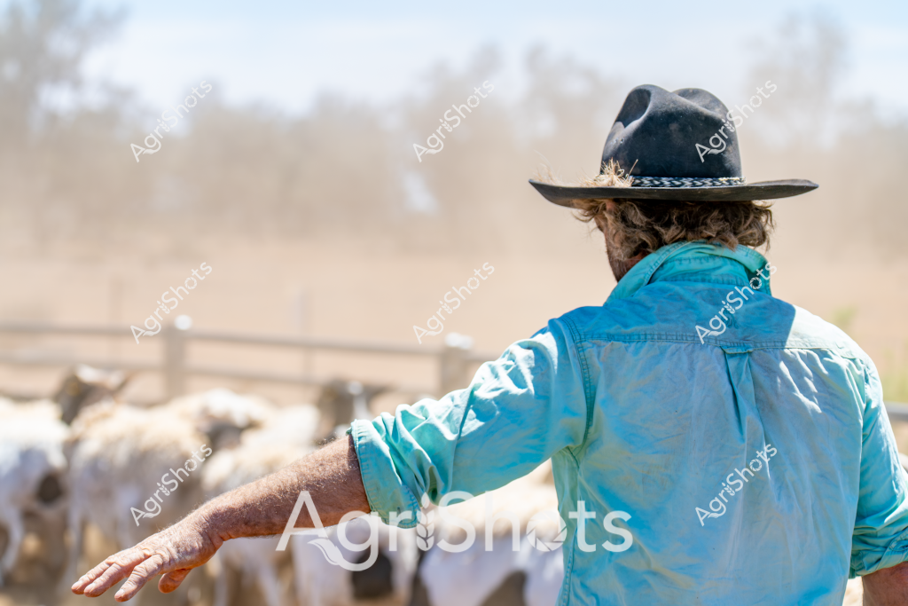 A stockman in a bright blue shirt and black wide-brimmed hat stands with his back to the camera, overlooking a herd of cattle in a dusty, sunlit paddock. His posture suggests focused concentration as he surveys the livestock, with one arm extended in a gesture of guidance or direction. The landscape appears dry and sparse, typical of an Australian rural setting, with blurred fencing and scattered vegetation in the background. The man's weathered arm and curled hair beneath his hat indicate years of outdoor work, embodying the resilience of Australian agricultural workers. His attire - a robust blue work shirt and classic stockman's hat - is quintessential rural Australian clothing, perfectly suited to the harsh pastoral environment. The scene captures a moment of quiet observation, highlighting the connection between the stockman and the land he manages.