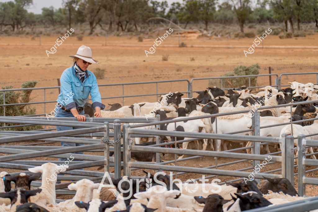 A woman stockman surveys a flock of mixed-breed goats in a dry, sparse paddock typical of Australian outback conditions. Wearing a light blue long-sleeved shirt, white wide-brimmed hat, and sunglasses, she leans against metal livestock yards with a series of interconnected gates. The goats - a mixture of white, black, and brown animals - are tightly packed within the metal fencing, their varied coat colors creating a textured scene against the golden-brown earth and scattered eucalyptus trees in the background. The landscape suggests a drought-affected region, with parched ground and sparse vegetation highlighting the challenging environmental conditions faced by Australian farmers. Her professional stance and careful positioning demonstrate the skill required in managing livestock in harsh rural environments.