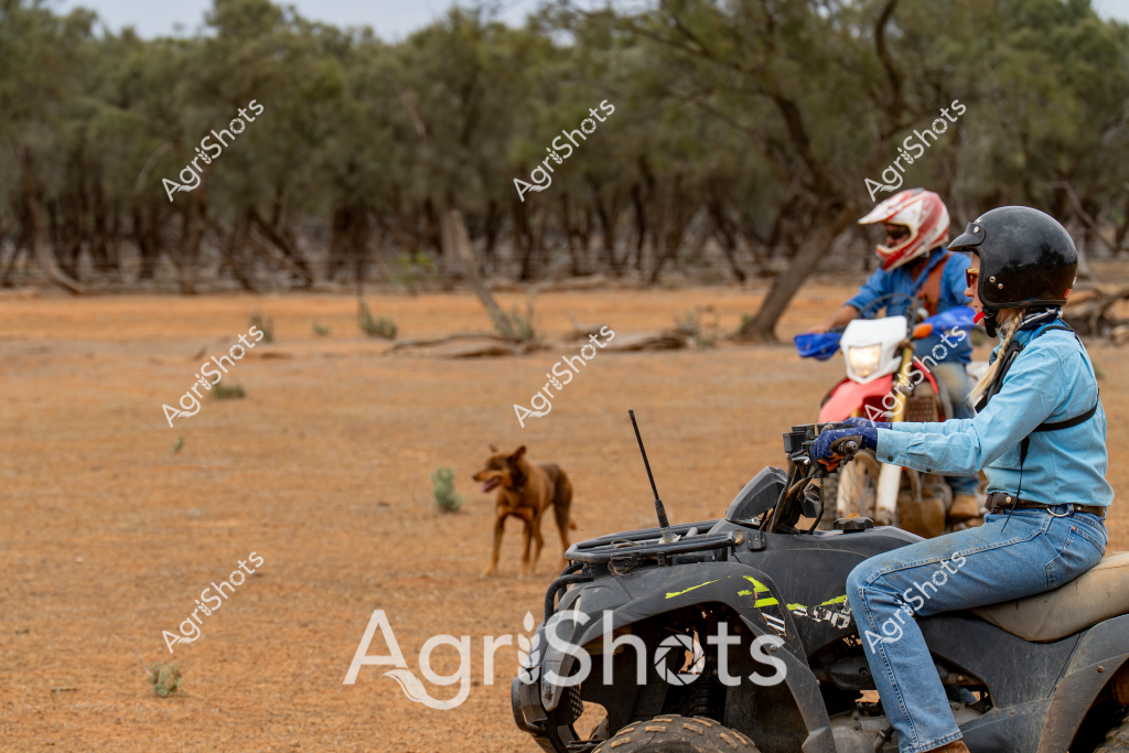 A woman sits on an all-terrain vehicle (ATV) in a dry, sparse Australian bushland setting, accompanied by a motorbike rider and a working dog. The landscape features scattered eucalyptus trees and reddish-brown earth typical of an arid rural environment. The woman wears a light blue shirt and denim jeans, seated on a black ATV with a communication antenna, suggesting agricultural or pastoral work. In the middle distance, a person on a red and white motorbike and a brown dog are positioned, indicating they are likely mustering livestock or conducting property management tasks. The scene captures the rugged nature of Australian rural work, where versatile vehicles and working animals are essential for navigating challenging terrain and managing large properties.