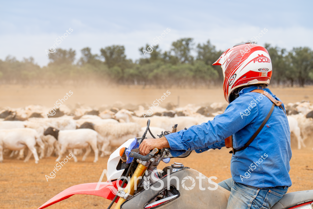 A man on a dirt trail rides a red and white motorcycle through a dusty paddock, herding a large flock of white sheep. Wearing a blue denim shirt and a red and white helmet, the rider skillfully navigates the motorcycle among the sheep, kicking up dry earth in his wake. The landscape is typical of an Australian rural setting, with sparse trees and golden-brown grassland stretching to the horizon. The scene captures the dynamic interaction between modern agricultural technology and traditional livestock management, showcasing the versatility of motorcycle mustering in managing sheep across vast, arid terrain. The red motorcycle provides a vibrant contrast against the muted tones of the dry landscape and the white woolly bodies of the sheep.