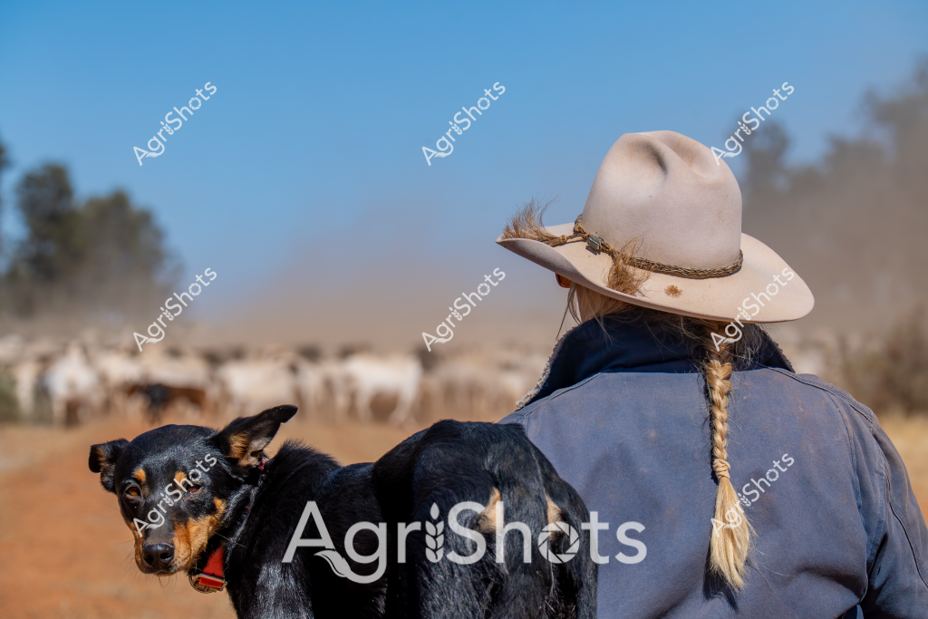 A woman stockman stands with her black and tan working dog, surveying a large herd of cattle in the dusty background of what appears to be an Australian cattle station. Wearing a classic wide-brimmed light-colored Akubra hat and a blue work jacket, she has her hair braided and is facing away from the camera, overlooking the expansive rural landscape. The ground is a rich reddish-brown, typical of inland Australian pastoral regions, with a few scattered trees and scrub visible on the distant horizon. A compact, alert working dog sits close to her, ready to assist with mustering or herding the cattle. The clear blue sky and dry environment suggest this is during the dry season, highlighting the challenging conditions of livestock management in rural Australia. The scene captures the essence of Australian pastoral life - a skilled stockwoman and her loyal canine companion managing cattle in a vast, arid landscape.