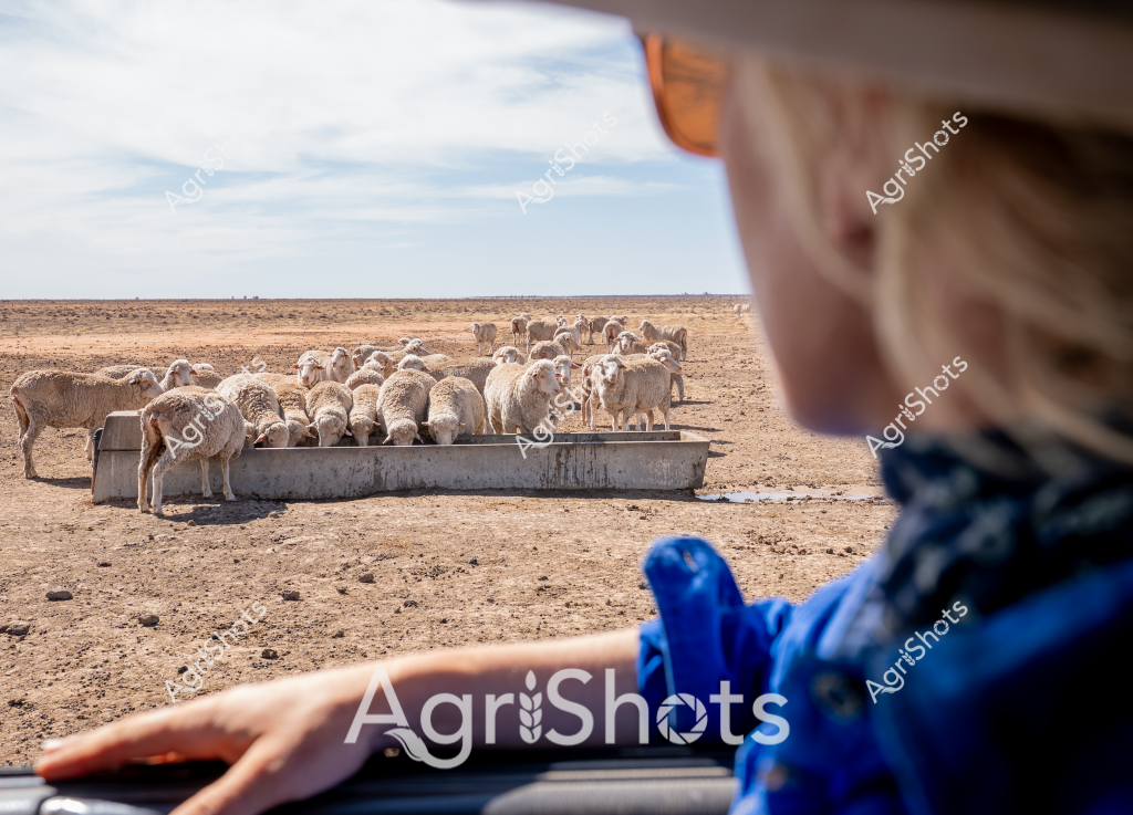 A flock of sheep cluster tightly around a concrete water trough in a dry, expansive pastoral landscape, viewed from inside a vehicle. A person wearing blue clothing observes the livestock from the foreground, their hand resting casually nearby. The environment is a stark, arid terrain - a dusty paddock stretching to a distant, pale horizon under a soft blue sky. Multiple sheep, likely Merino or crossbred wool sheep, huddle closely around the water source, their woolly bodies pressed together in a tight group. The scene captures the challenging conditions of rural Australian farming, where water management is critical for livestock survival in drought-prone regions. The proximity of the animals to the trough highlights their dependence on carefully managed water resources in this harsh agricultural setting.