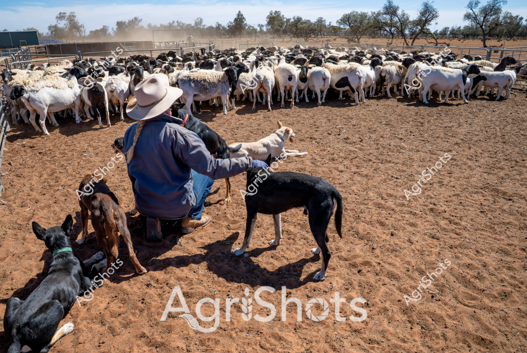 A skilled stockman wearing a wide-brimmed hat and blue work jacket manages a large herd of white goats in a dusty livestock yard. Several black working dogs sit attentively near him, ready to assist with herding. The compact goat herd is tightly clustered within metal livestock yards, with sparse trees and a clear blue sky visible in the background. The dry, reddish-brown earth and packed dirt yard indicate an arid Australian pastoral setting, likely in a regional Queensland or Northern Territory station. The stockman appears to be directing or preparing to move the herd, with his body language suggesting years of experienced livestock management. The goats, predominantly white with some black individuals, are clustered closely together, demonstrating the typical behavior of a well-managed mob.