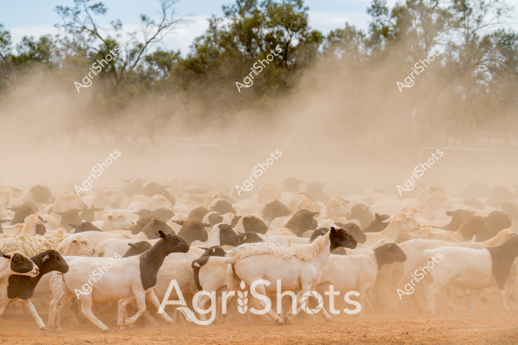 A large herd of sheep generates a massive dust cloud in a dry, arid Australian landscape. The flock consists of white and dark-colored sheep, tightly clustered together and kicking up ochre-colored earth beneath their hooves. Sparse eucalyptus trees and native scrub vegetation form a muted green backdrop against the dusty beige terrain. The dense mob of sheep appears to be moving or being mustered, creating a swirling cloud of fine dust that obscures parts of the landscape. The scene captures the harsh, dynamic environment of outback livestock management, where animals navigate challenging dry conditions with resilience. The image powerfully illustrates the intersection of livestock, landscape, and the demanding nature of Australian pastoral agriculture.